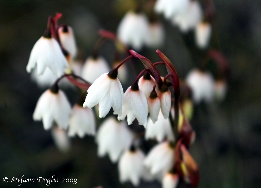 Leucojum autumnale / Campanelle autunnali